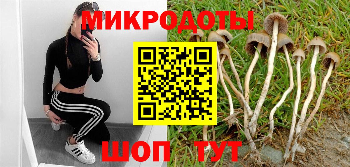 Псилоцибиновые грибы Psilocybe Новый Уренгой